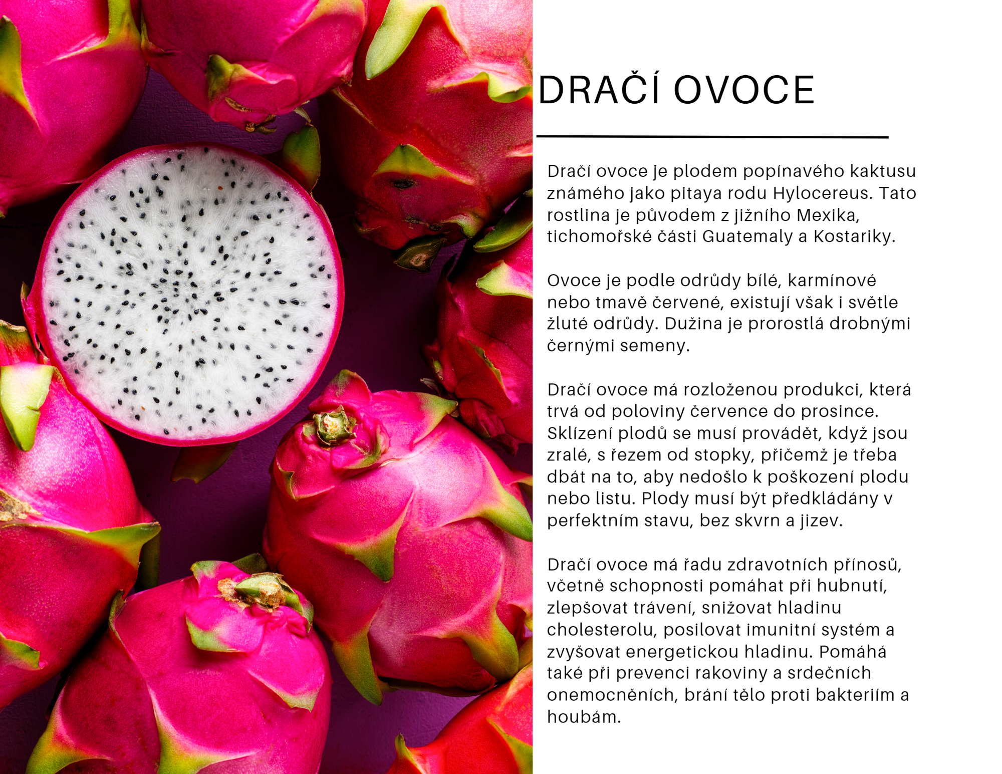 dračí ovoce undatus
